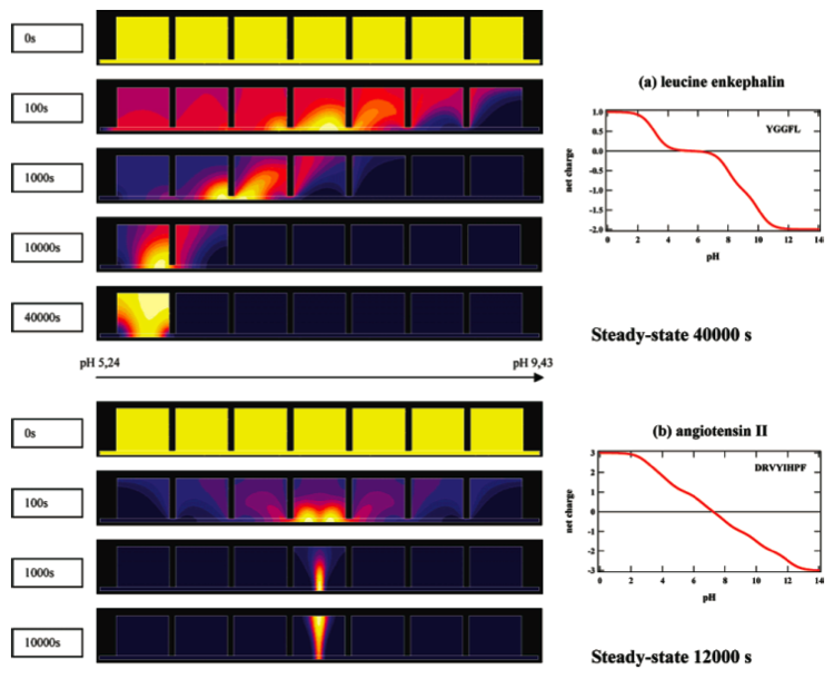 simulation numerique isoelectrique focusing offgel